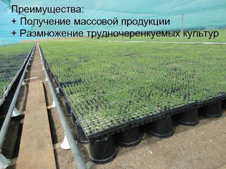 Преимущества: + Получение массовой продукции + Размножение трудночеренкуемых культур 