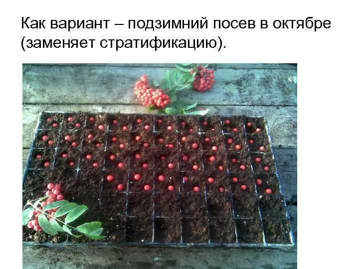 Как вариант – подзимний посев в октябре (заменяет стратификацию). 