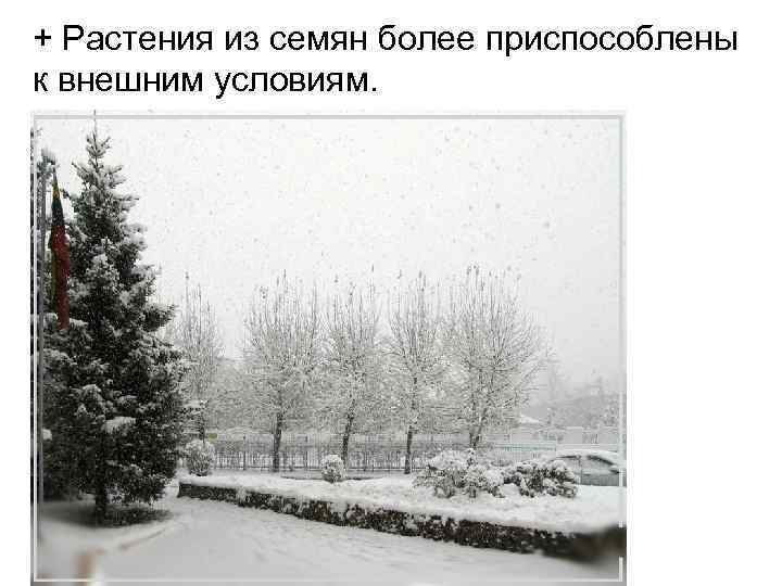 + Растения из семян более приспособлены к внешним условиям. 