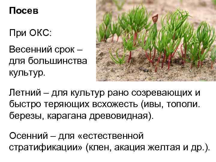 Посев При ОКС: Весенний срок – для большинства культур. Летний – для культур рано