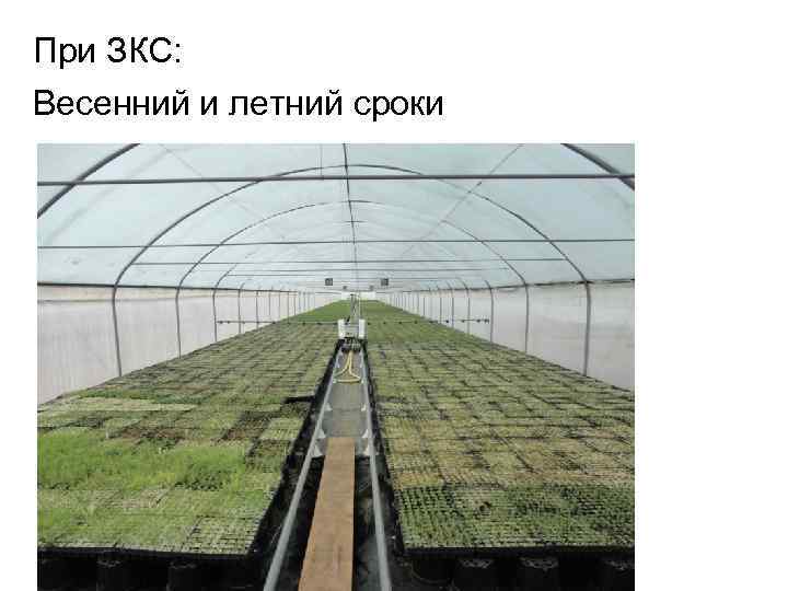 При ЗКС: Весенний и летний сроки 