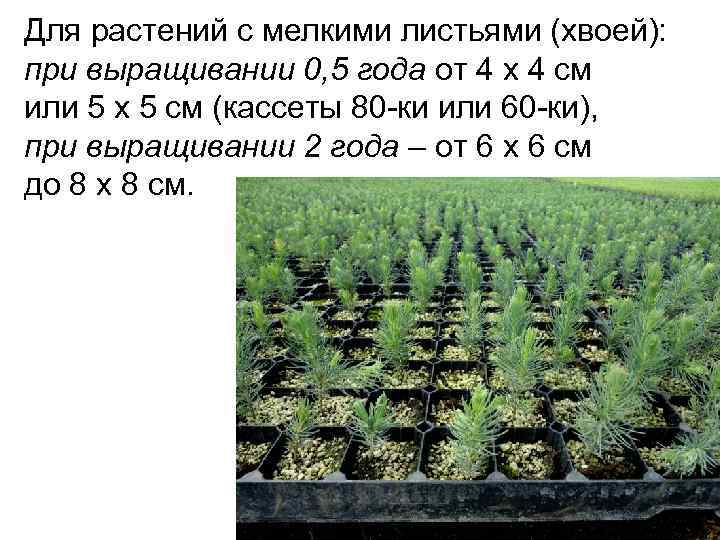 Для растений с мелкими листьями (хвоей): при выращивании 0, 5 года от 4 х