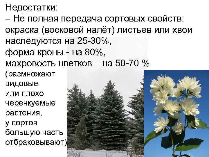 Недостатки: Не полная передача сортовых свойств: окраска (восковой налёт) листьев или хвои наследуются на