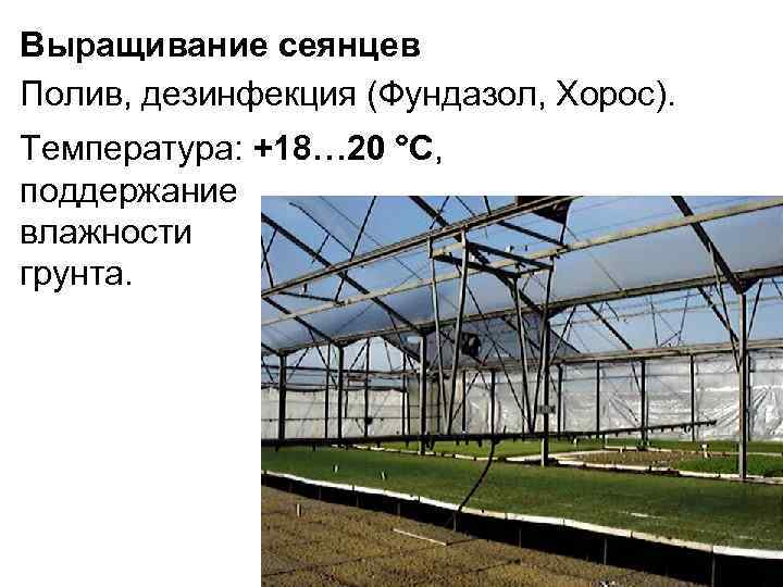 Выращивание сеянцев Полив, дезинфекция (Фундазол, Хорос). Температура: +18… 20 °С, поддержание влажности грунта. 