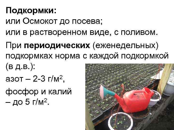 Подкормки: или Осмокот до посева; или в растворенном виде, с поливом. При периодических (еженедельных)