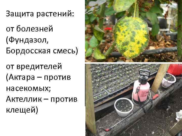 Защита растений: от болезней (Фундазол, Бордосская смесь) от вредителей (Актара – против насекомых; Актеллик