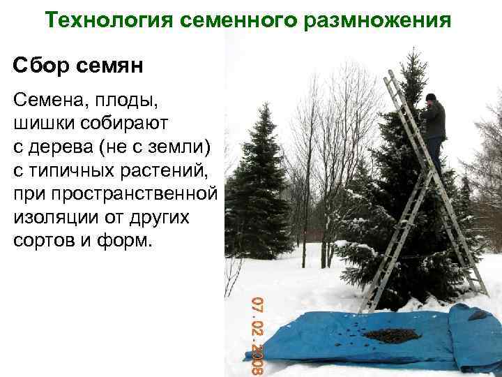 Технология семенного размножения Сбор семян Семена, плоды, шишки собирают с дерева (не с земли)