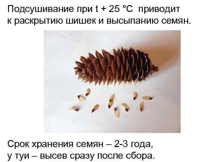 Подсушивание при t + 25 °С приводит к раскрытию шишек и высыпанию семян. Срок