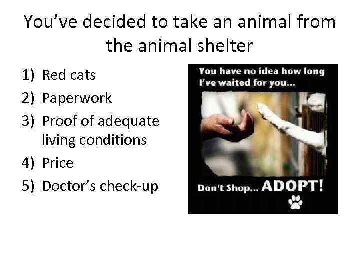 You’ve decided to take an animal from the animal shelter 1) Red cats 2)