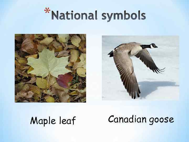 * Maple leaf Canadian goose 