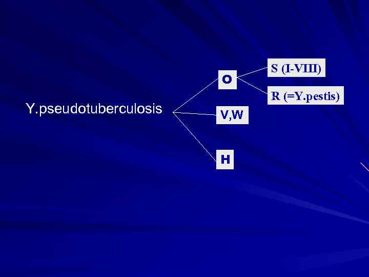 O Y. pseudotuberculosis S (I-VIII) R (=Y. pestis) V, W H 