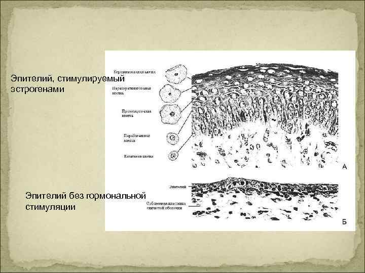 Эпителий, стимулируемый эстрогенами Эпителий без гормональной стимуляции 