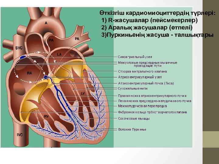 Өткізгіш кардиомиоциттердің түрлері: 1) R-жасушалар (пейсмекерлер) 2) Аралық жасушалар (өтпелі) 3)Пуркиньенің жасуша - талшықтары