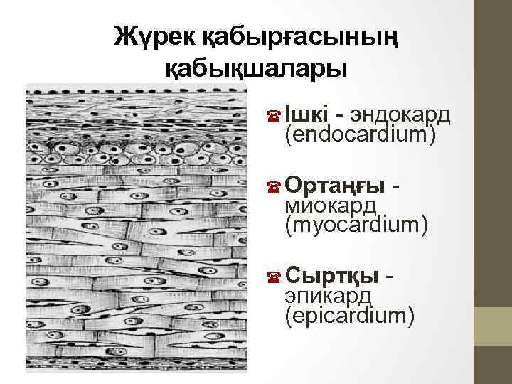 Жүрек қабырғасының қабықшалары Ішкі - эндокард (endocardium) Ортаңғы - миокард (myocardium) Сыртқы - эпикард