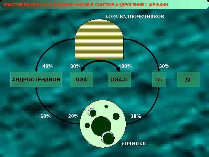 УЧАСТИЕ ЯИЧНИКОВ И НАДПОЧЕЧНИКОВ В СИНТЕЗЕ АНДРОГЕНОВ У ЖЕНЩИН КОРА НАДПОЧЕЧНИКОВ 40% АНДРОСТЕНДИОН 60%