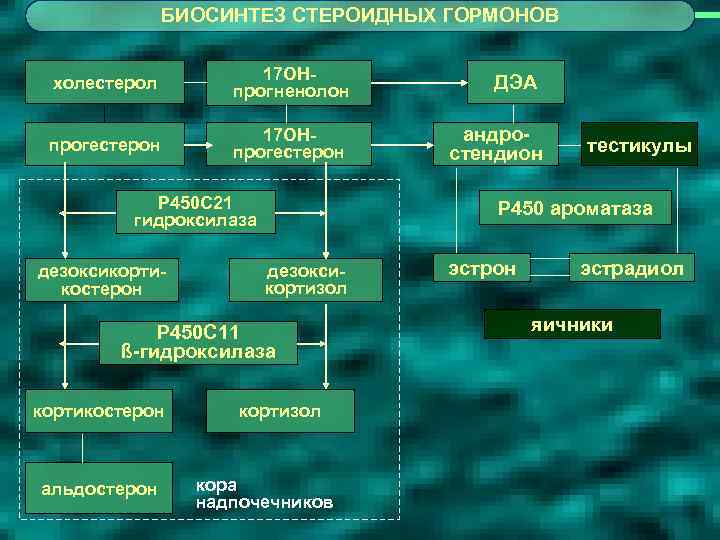 БИОСИНТЕЗ СТЕРОИДНЫХ ГОРМОНОВ холестерол 17 ОНпрогненолон ДЭА прогестерон 17 ОНпрогестерон андростендион Р 450 С