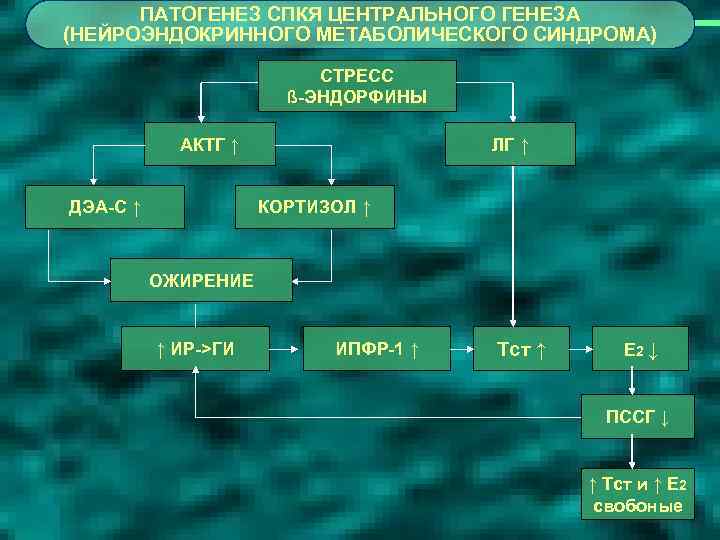 ПАТОГЕНЕЗ СПКЯ ЦЕНТРАЛЬНОГО ГЕНЕЗА (НЕЙРОЭНДОКРИННОГО МЕТАБОЛИЧЕСКОГО СИНДРОМА) СТРЕСС ß-ЭНДОРФИНЫ АКТГ ↑ ДЭА-С ↑ ЛГ