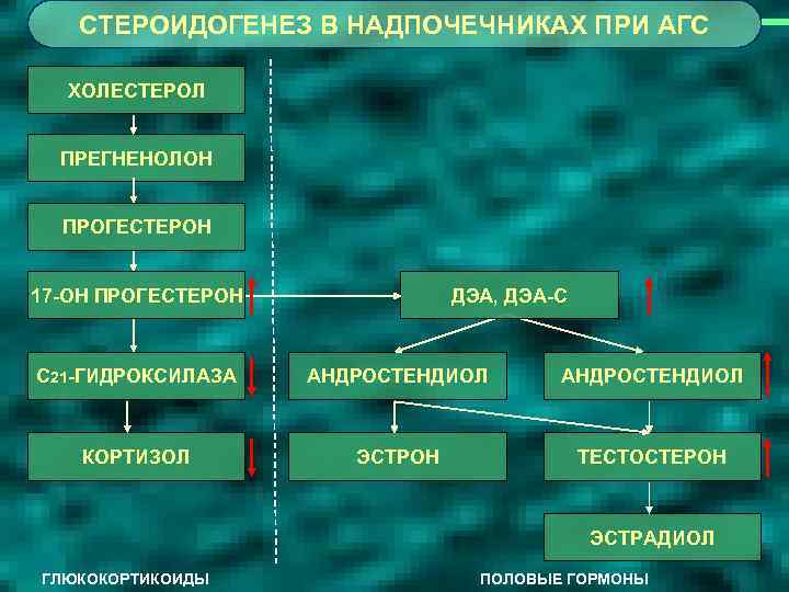 СТЕРОИДОГЕНЕЗ В НАДПОЧЕЧНИКАХ ПРИ АГС ХОЛЕСТЕРОЛ ПРЕГНЕНОЛОН ПРОГЕСТЕРОН 17 -ОН ПРОГЕСТЕРОН ДЭА, ДЭА-С С