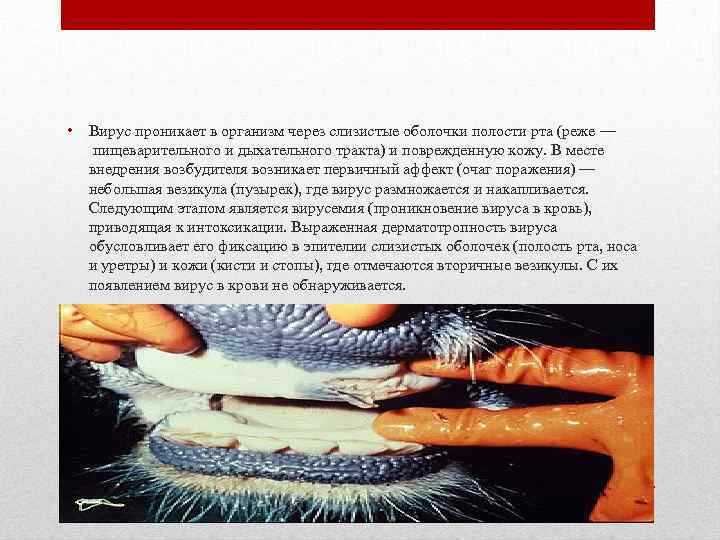  • Вирус проникает в организм через слизистые оболочки полости рта (реже — пищеварительного