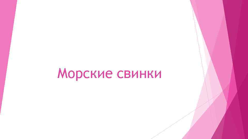 Морские свинки 