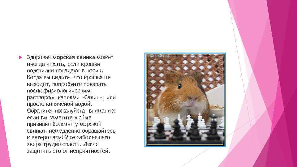  Здоровая морская свинка может иногда чихать, если крошки подстилки попадают в носик. Когда