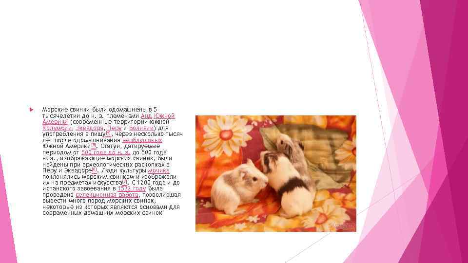  Морские свинки были одомашнены в 5 тысячелетии до н. э. племенами Анд Южной