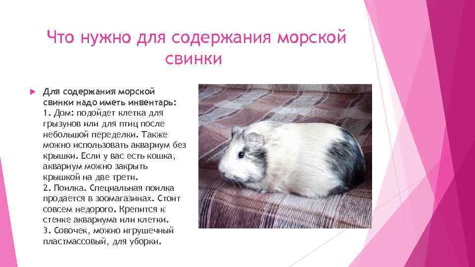 Что нужно для содержания морской свинки Для содержания морской свинки надо иметь инвентарь: 1.