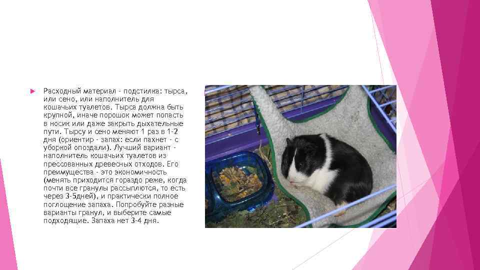  Расходный материал - подстилка: тырса, или сено, или наполнитель для кошачьих туалетов. Тырса