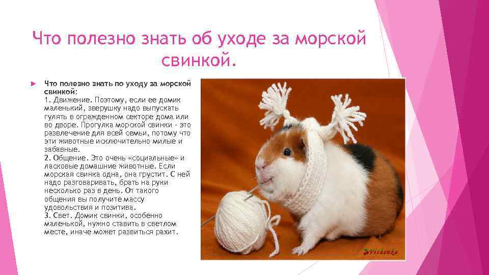 Что полезно знать об уходе за морской свинкой. Что полезно знать по уходу за