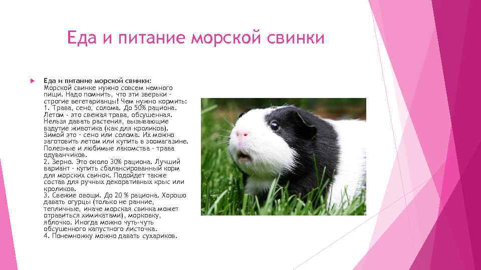 Еда и питание морской свинки Еда и питание морской свинки: Морской свинке нужно совсем