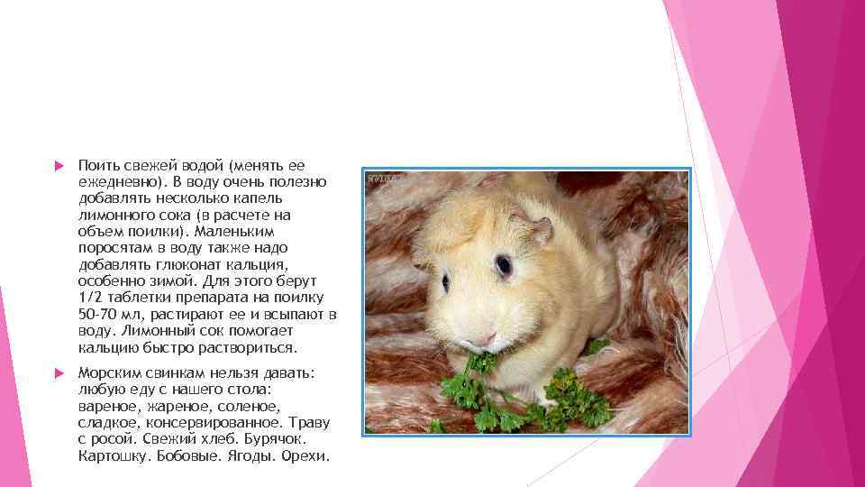  Поить свежей водой (менять ее ежедневно). В воду очень полезно добавлять несколько капель