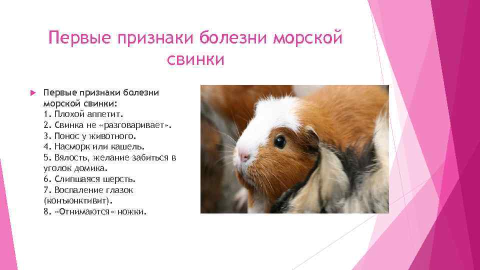 Первые признаки болезни морской свинки Первые признаки болезни морской свинки: 1. Плохой аппетит. 2.