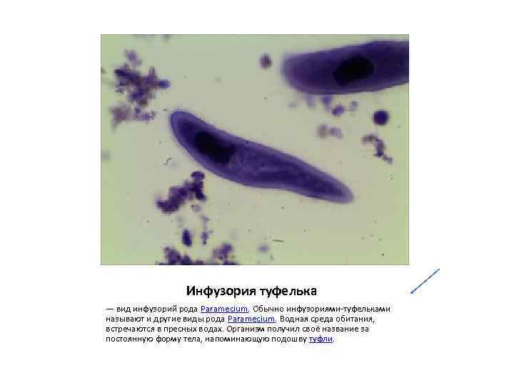 Инфузория туфелька — вид инфузорий рода Paramecium. Обычно инфузориями-туфельками называют и другие виды рода