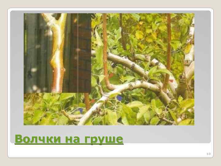 Волчки на груше 10 