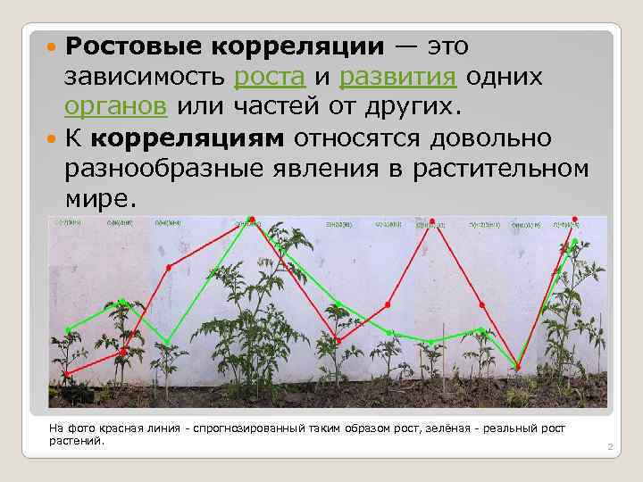 Ростовые корреляции — это зависимость роста и развития одних органов или частей от других.
