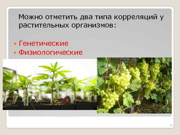  Можно отметить два типа корреляций у растительных организмов: Генетические Физиологические 3 