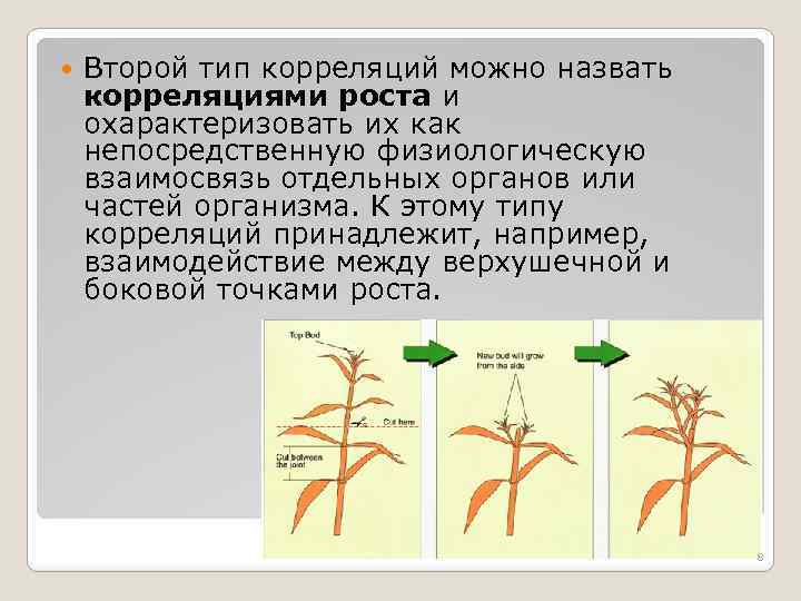  Второй тип корреляций можно назвать корреляциями роста и охарактеризовать их как непосредственную физиологическую