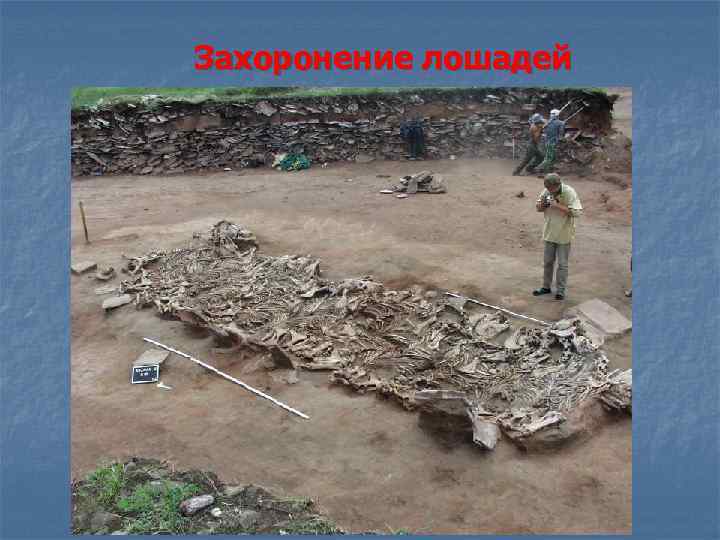 Захоронение лошадей 