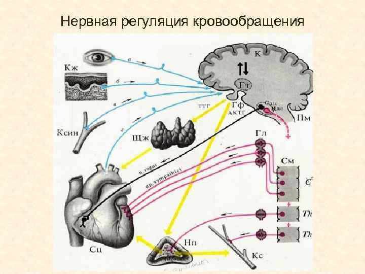 Нервная регуляция кровообращения 