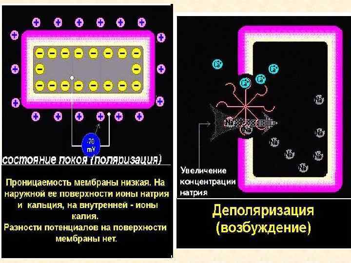  • ФАЗА ПОЛЯРИЗАЦИИ 