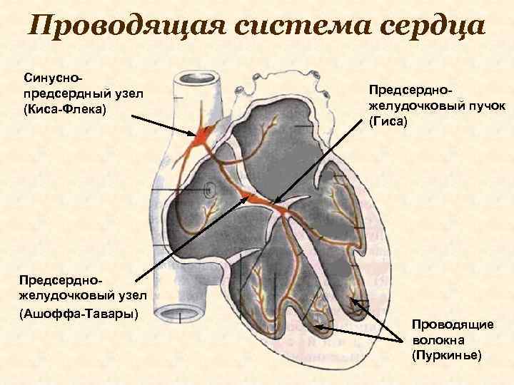 Проводящая система сердца Синуснопредсердный узел (Киса-Флека) Предсердножелудочковый узел (Ашоффа-Тавары) Предсердножелудочковый пучок (Гиса) Проводящие волокна