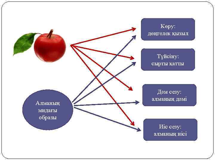 Көру: дөңгелек қызыл Түйсіну: сырты қатты Алманың мидағы образы Дәм сезу: алманың дәмі Иіс