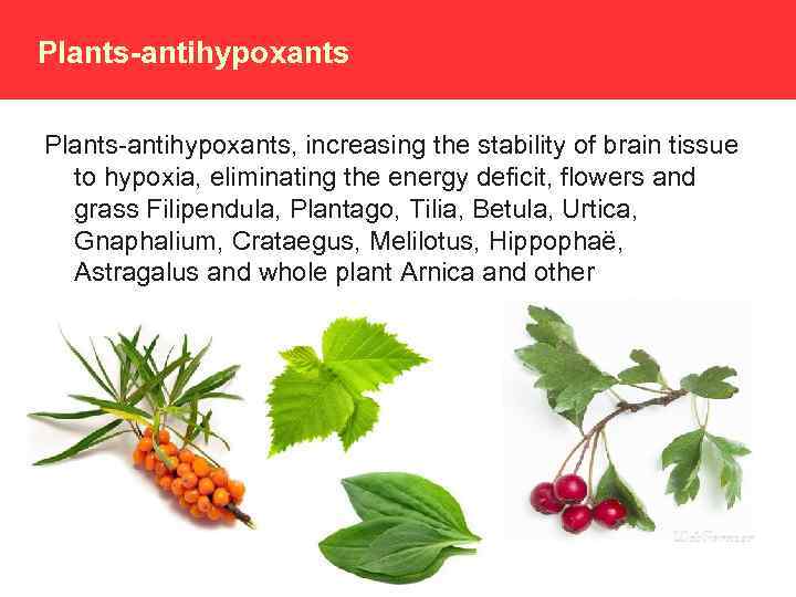Plants-antihypoxants, increasing the stability of brain tissue to hypoxia, eliminating the energy deficit, flowers