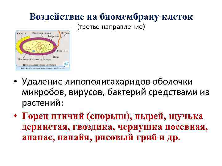 Воздействие на биомембрану клеток (третье направление) • Удаление липополисахаридов оболочки микробов, вирусов, бактерий средствами