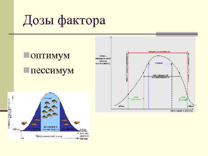 Дозы фактора n оптимум n пессимум 