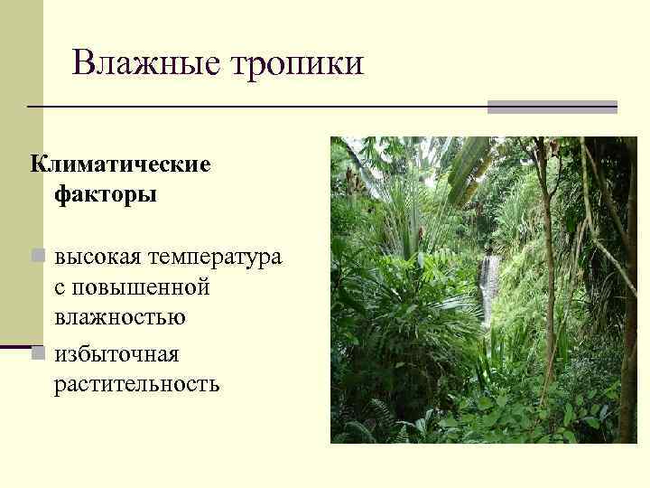 Влажные тропики Климатические факторы n высокая температура с повышенной влажностью n избыточная растительность 