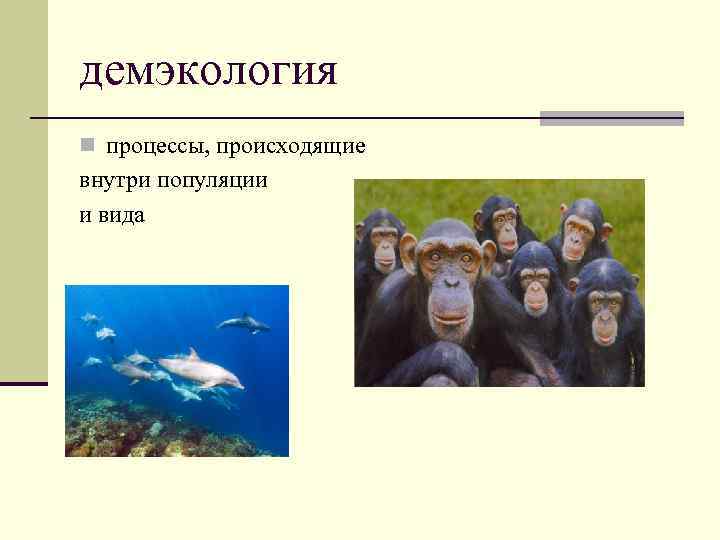 Синэкология аутэкология демэкология