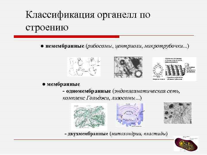 Классификация органелл по строению ● немембранные (рибосомы, центриоли, микротрубочки. . . ) ● мембранные