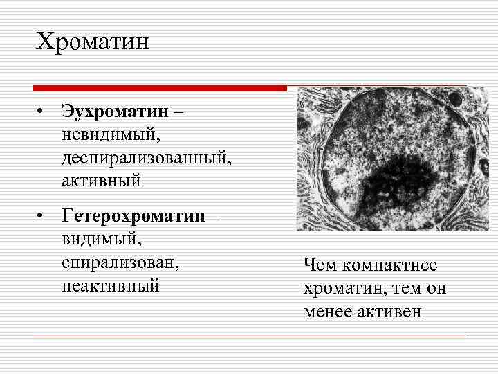 Хроматин • Эухроматин – невидимый, деспирализованный, активный • Гетерохроматин – видимый, спирализован, неактивный Чем