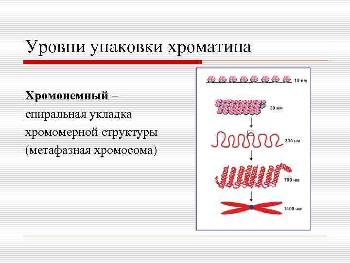 Уровни упаковки хроматина Хромонемный – спиральная укладка хромомерной структуры (метафазная хромосома) 